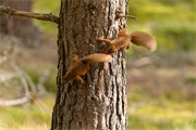 Red Squirrel (Sciurus vulgaris)  two animals chasing each other around pine trunk